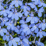 Lobelia 'Laguna Royale Azure'