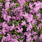 Lobelia 'Laguna Royale Pink'