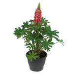 Lupin 'Red Flame'