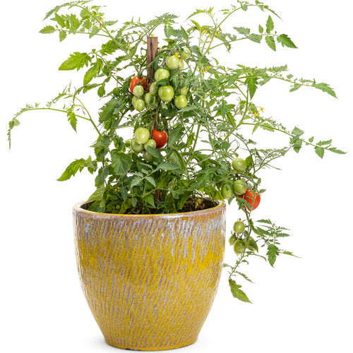 Tempting Tomatoes® 'Garden Gem'