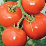 Tomato 'Manitoba'