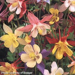 Aquilegia Columbine 'McKana Giant'