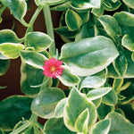 Livingstone Daisy 'Mezoo'