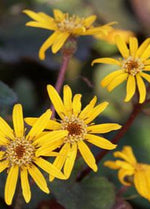 Ligularia 'Midnight Lady'