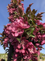 Flowering Crabapple 'Midnite Spire Rosybloom'