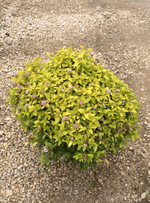 Spirea 'Mini Sunglo'