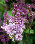 Lilac 'Minuet Preston'