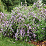 Buddleia 'Mop Top' Proven Winners