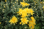 Chrysanthemum 'Morden Canary'