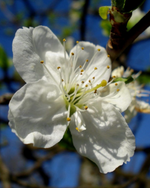 Plum Tree 'Mount Royal'