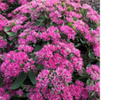 Sedum Stonecrop 'Mr. Goodbud'