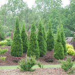 Cedar 'North Pole'