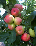 Apple Tree 'Odyssey'