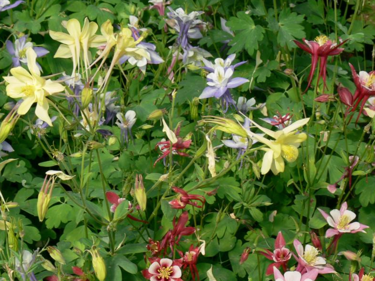 Columbine Origami Mix Aquilegia