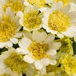 Osteospermum 'Bright Lights™ Double Moonglow'