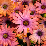 Osteospermum 'Bright Lights™ Horizon™