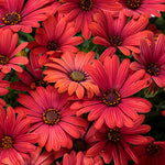 Osteospermum 'Bright Lights™ Red'