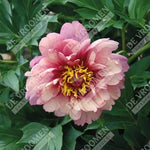 Peony Itoh 'Berry Berry Fine'