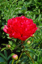 Peony 'Command Performance'