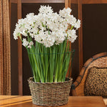 Narcissus 'Paper Whites'