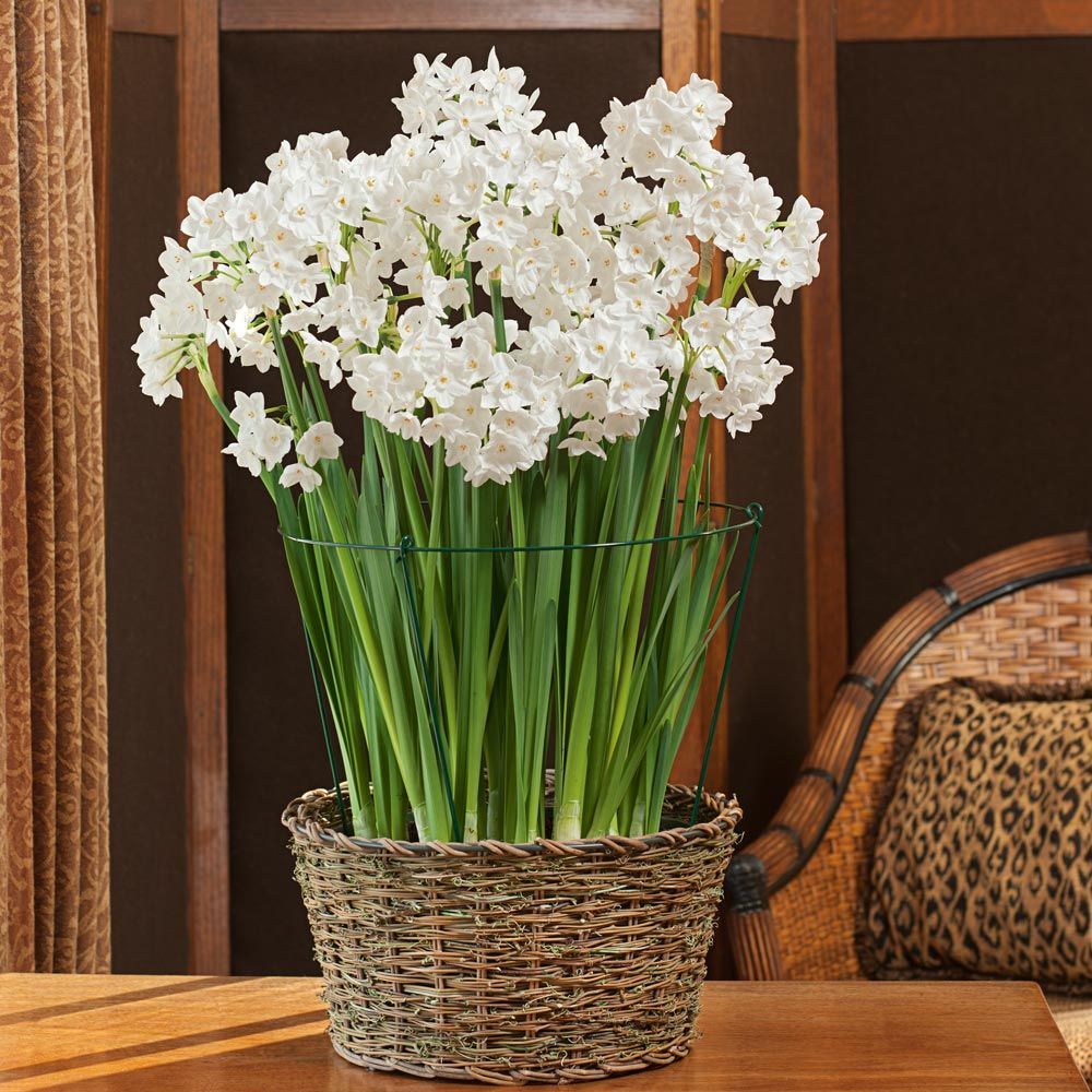 Narcissus 'Paper Whites'