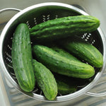 Cucumber 'Patio Snacker'