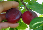 Plum Tree 'Pembina'