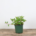Peperomia 'Amigo'