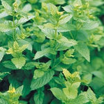 Mint 'Peppermint'