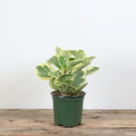 Peperomia 'Variegated'