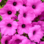 Petunia 'Supertunia Vista® Jazzberry'