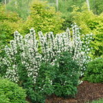 Mock Orange 'Illuminati Tower'