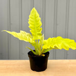 Philodendron 'Golden Crocodile'