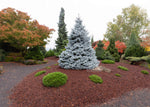 Spruce 'Monty'