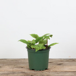 Pilea 'Moon Valley'