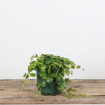Pilea 'Sao Paulo'