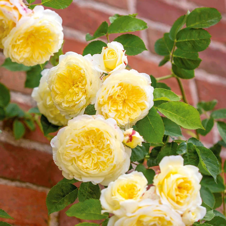 David Austin Rose 'The Pilgrim'