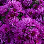 Aster 'Pink Crush'