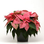 Poinsettia 'Pink'
