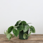 Silver Satin Pothos