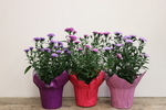 Potted Fall Aster