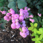 Snowberry 'Proud Berry'