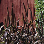 Grass 'Purple Majesty'