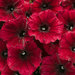 Petunia 'Supertunia® Black Cherry®