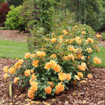Rose 'Reminiscent Ginger' PW