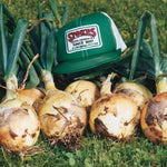 Onion 'Riverside Spanish'