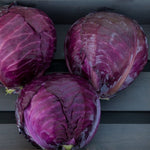 Cabbage 'Roadie'
