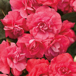 Double Impatien 'Rockapulco Coral Reef'