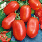 Tomato 'Roma'