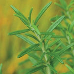 Rosemary 'Upright Blue'